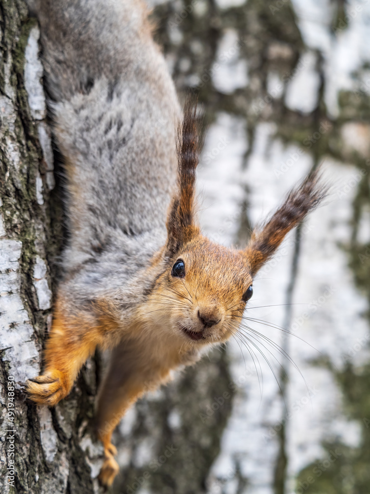 Fototapeta premium Squirre sitting upside down on a tree trunk. The squirrel hangs upside down on a tree against colorful blurred background. Close-up.