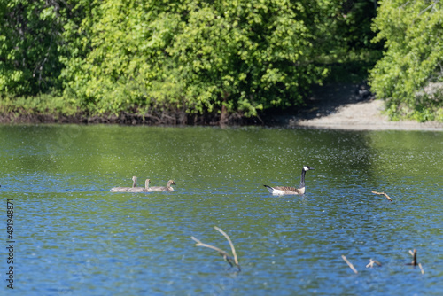 Goose and chicks swim across summer pond