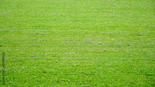Gramado verde, de campo de futebol