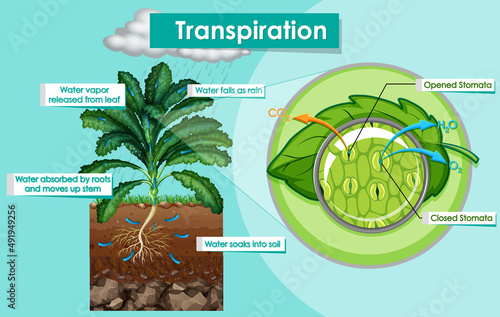 Diagram showing transpiration plant