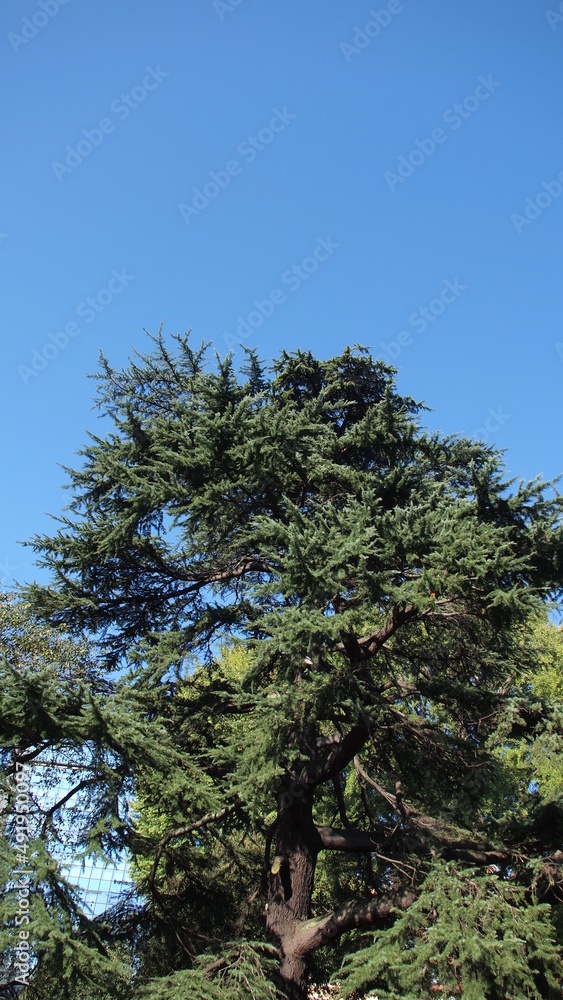 Obraz premium Autumn garden