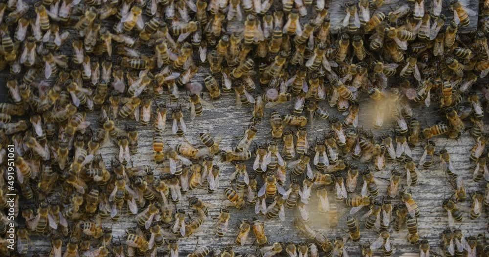 swarm of bees crawling on the wooden boards of the hive swarm of bees crawling on the wooden boards of the hive