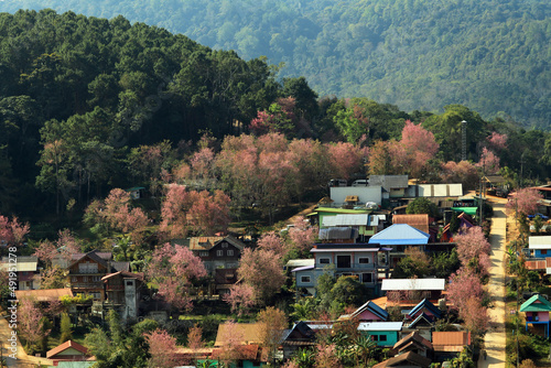 The pink sakura flower village on the mountain of Thailand. photo