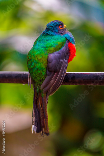 An adult male Masked trogon with his back to the camera