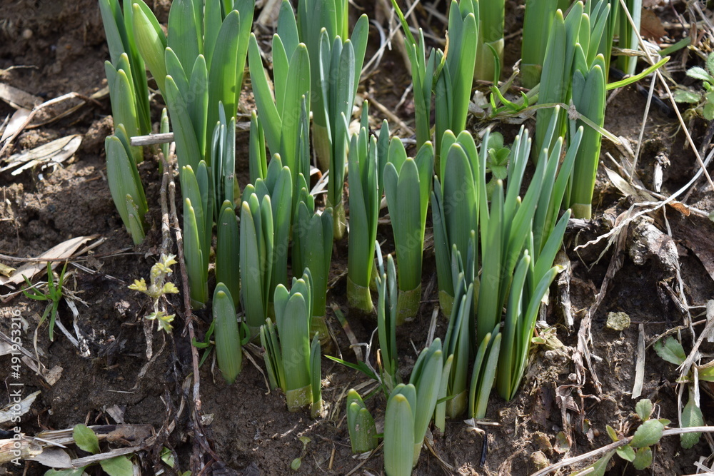 Obraz premium 雪解け後に芽吹いたスイセン