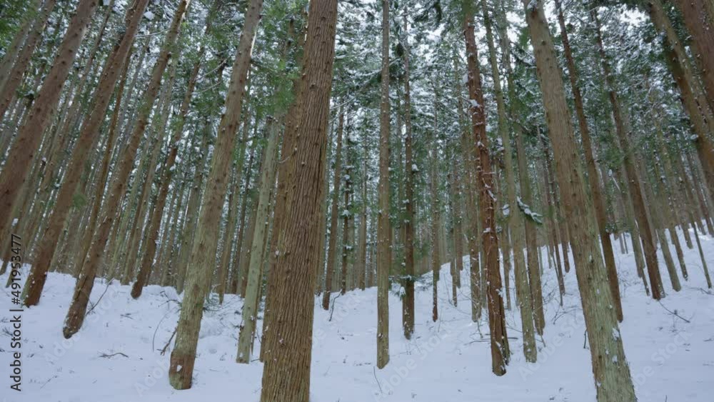 Mountain Forest of the Shiga Kogen Highlands, Nagano Japan Mountain Forest of the Shiga Kogen Highlands, Nagano Japan