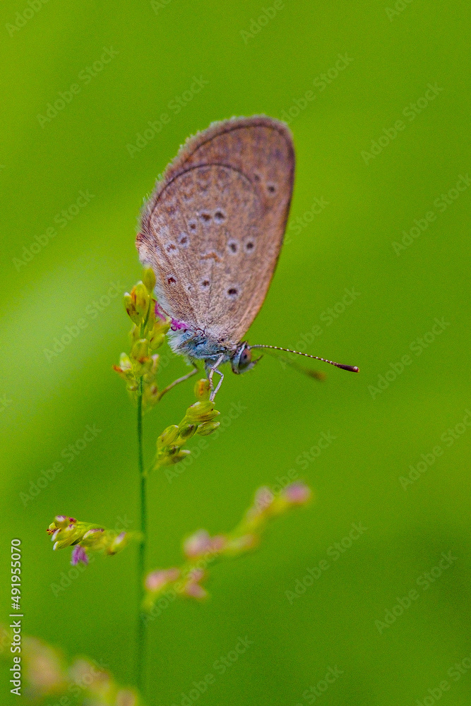 Butterfly on Flower Butterfly on Flower