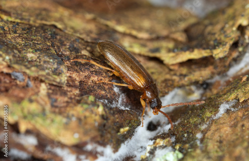 Darkling beetle, mycetophagus flavipes on aspen bark with fungi, macro photo