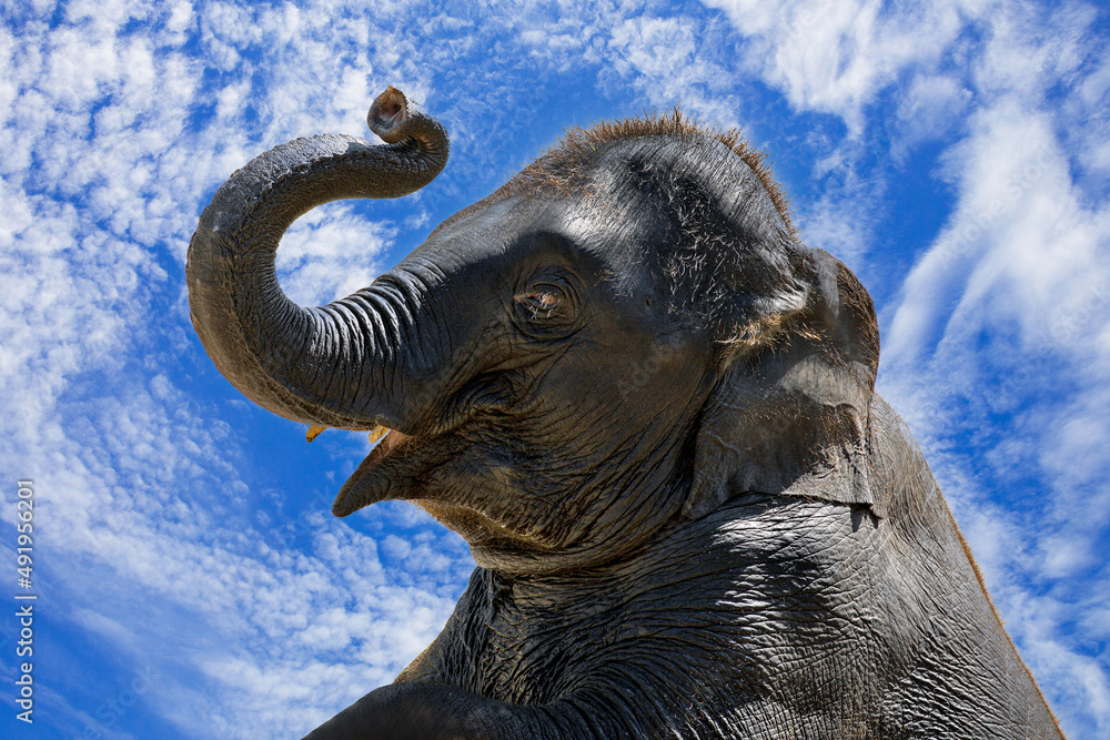 The happiness of baby elephants on a bright day The happiness of baby elephants on a bright day