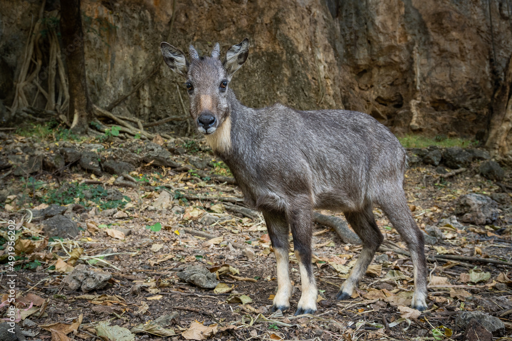Long-tailed Goral  is resting in nature. - obrazy, fototapety, plakaty 