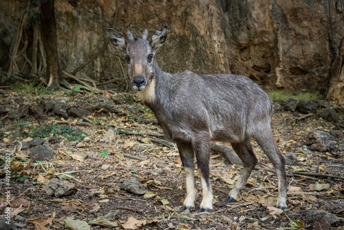 Long-tailed Goral  is resting in nature. photo
