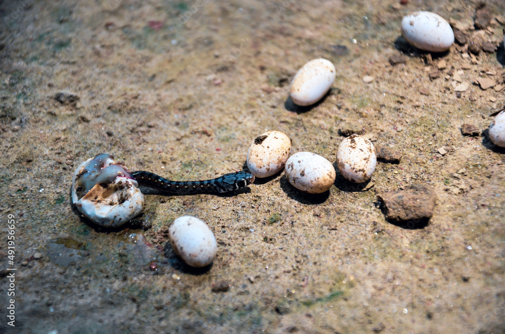 Foto de Closeup of poisonous black snake breeding from the snake egg