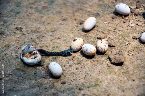 Closeup of poisonous black snake breeding from the snake egg. Snake eggs laid on the ground. Coluber constrictor anthicus snake or buttermilk racer serpent hatching from the egg photo