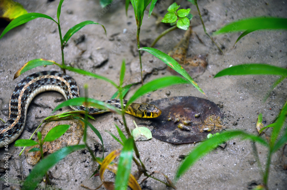 Closeup of buff striped keelback snake, a nonaggressive snake searching for food. Natricinae, related to water snake or grass snake crawling on the muddy nature. Closeup of buff striped keelback snake, a nonaggressive snake searching for food. Natricinae, related to water snake or grass snake crawling on the muddy nature.