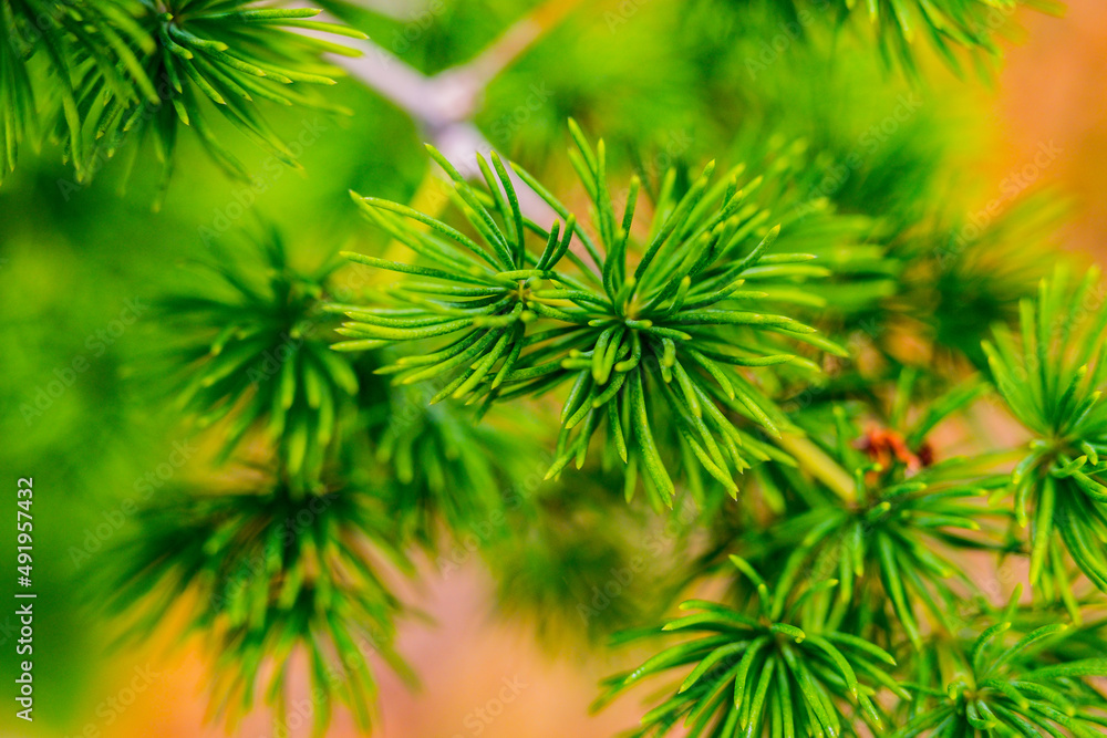 green pine needles