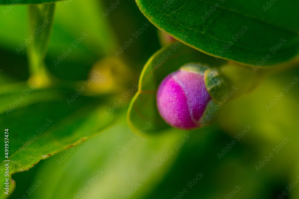 flower in the garden flower in the garden