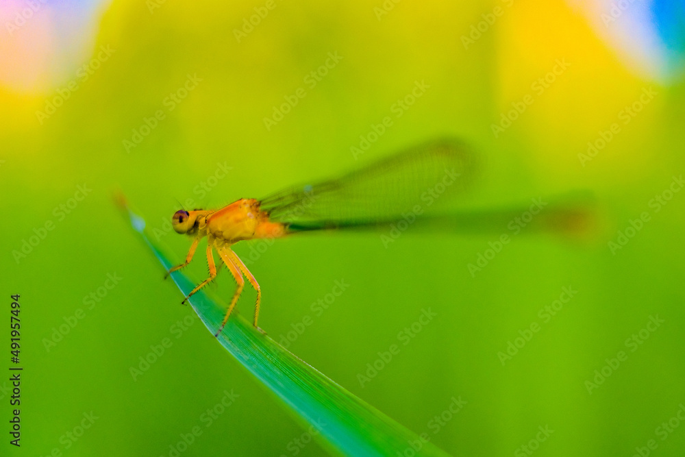 dragonfly on a leaf dragonfly on a leaf