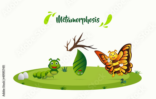 Process metamorphosis butterfly background. Process of butterfly life cycle design vector illustration. 