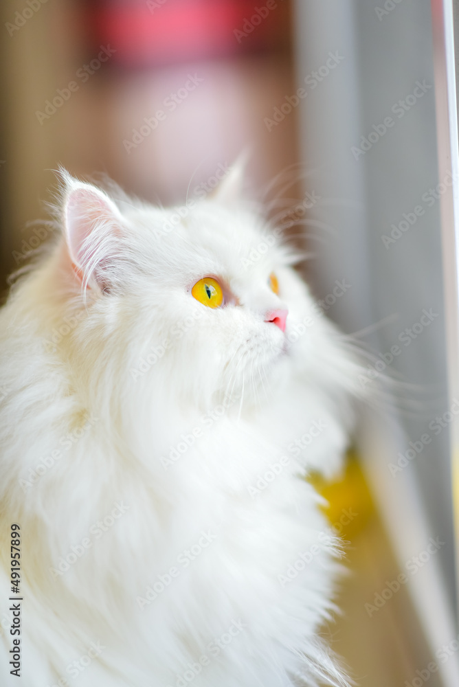 Obraz premium Cute persian cat looking out the window under sunlight