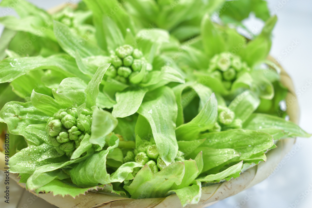 春を感じる食材 フキノトウ Stock Photo Adobe Stock 春を感じる食材 フキノトウ Stock Photo Adobe Stock