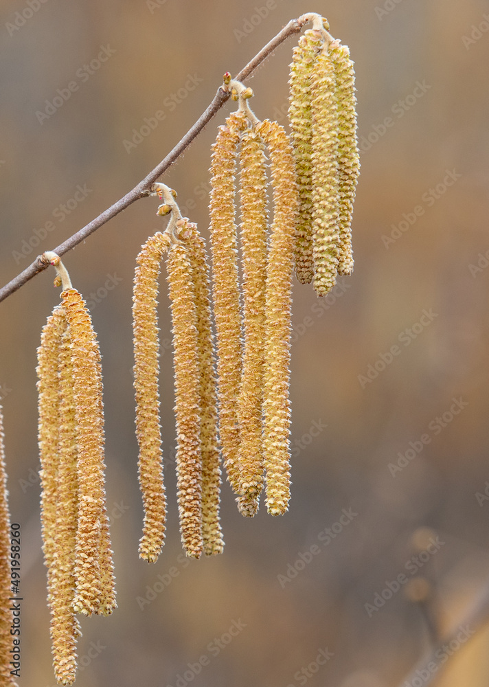 a close-up with hazelnut flowers on a twig a close-up with hazelnut flowers on a twig