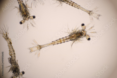 Closeup mysis stage of Vannamei shrimp in light microscope, Shrimp larvae under a microscope, Shrimp, White shrimp, Nauplius, Zoea, Mysis, Larvae. photo