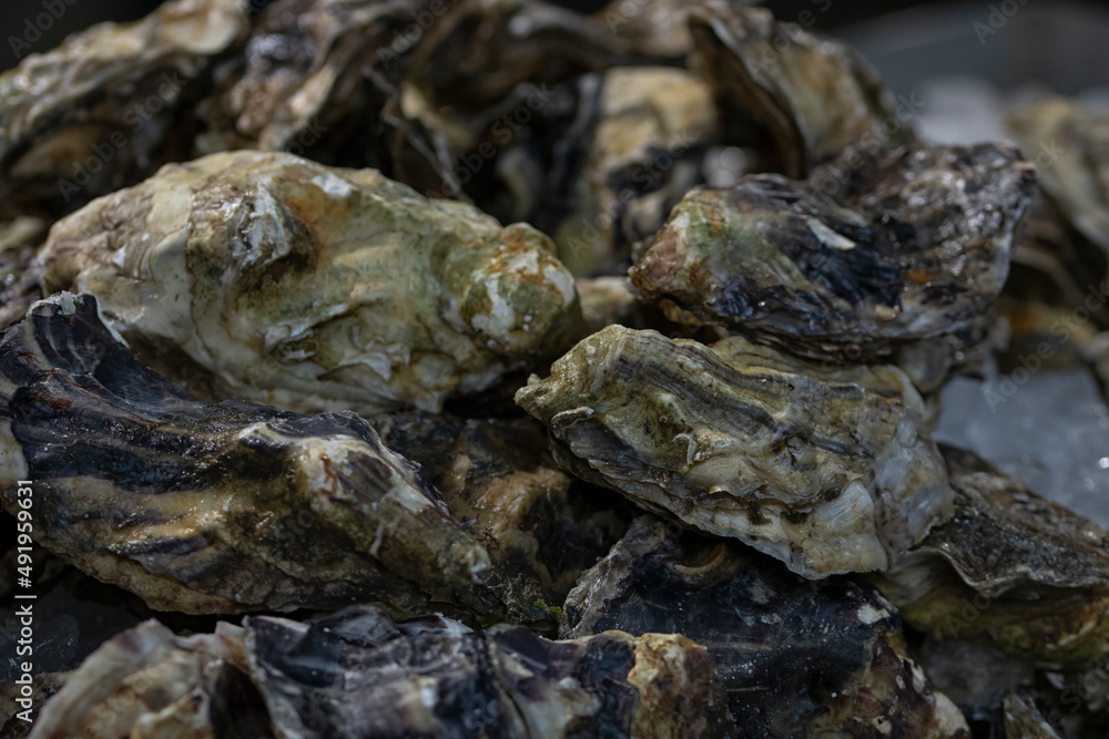 Closeup of Oysters in their shell at a food market Closeup of Oysters in their shell at a food market