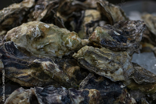 Closeup of Oysters in their shell at a food market