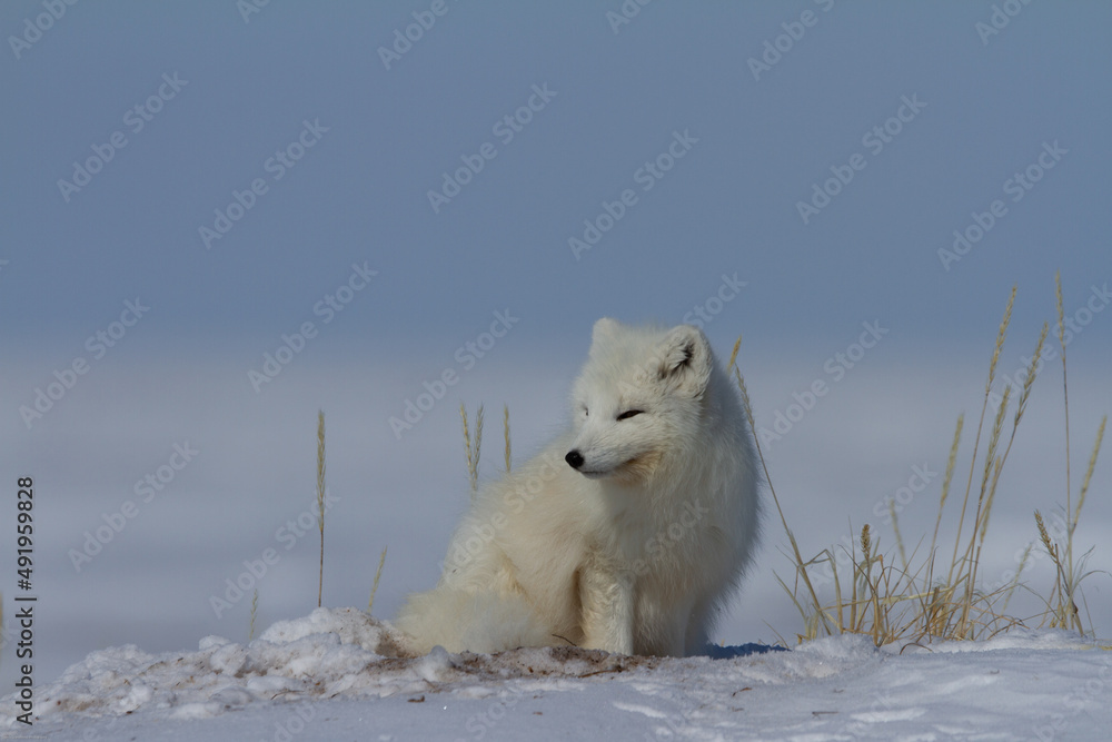 Arctic fox, Vulpes Lagopus, sitting in snow and staring around the tundra Arctic fox, Vulpes Lagopus, sitting in snow and staring around the tundra