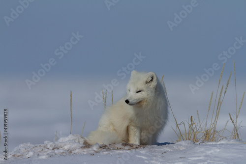 Arctic fox, Vulpes Lagopus, sitting in snow and staring around the tundra © Sophia