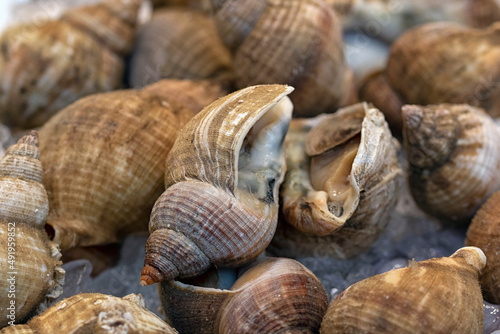 Closeup of Whelks on a fishmongers stall at a farmers market