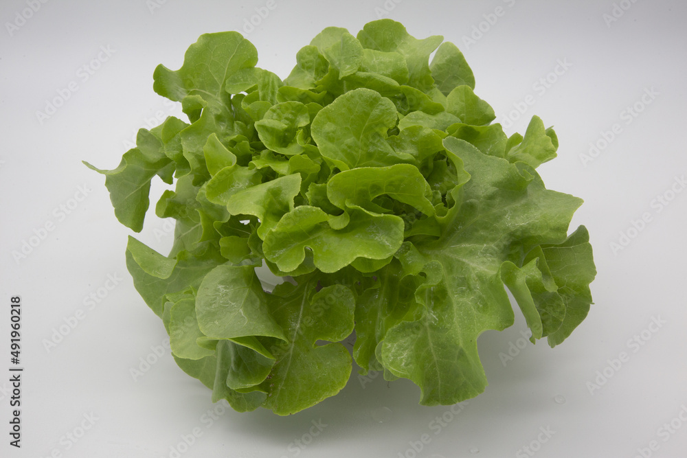 Lettuce, green oak, curly leaf vegetable, light green, queen of green leafy vegetables, low calories, not fat after eating Lettuce, green oak, curly leaf vegetable, light green, queen of green leafy vegetables, low calories, not fat after eating