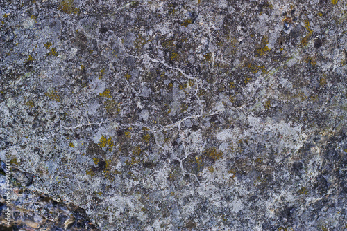 textured concrete background with lichen 