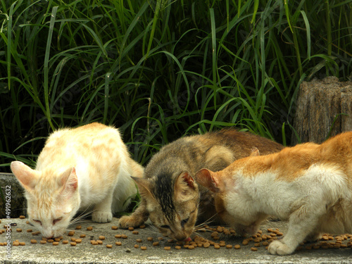 Canvas Print A group of wild cats gather outside to eat cat food