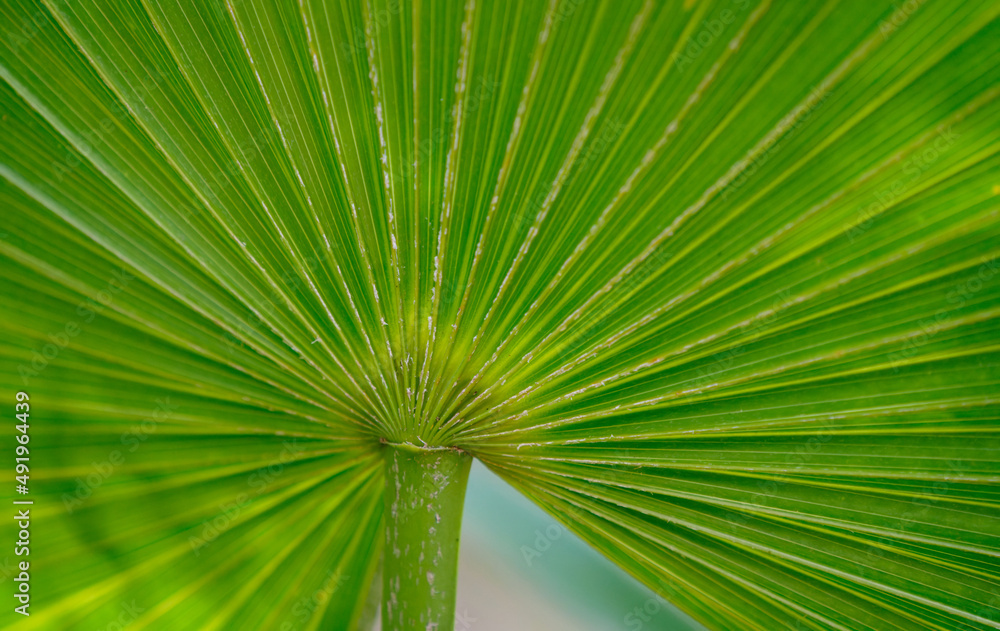 Fächerpalme in Yucatan, Mexiko Fächerpalme in Yucatan, Mexiko