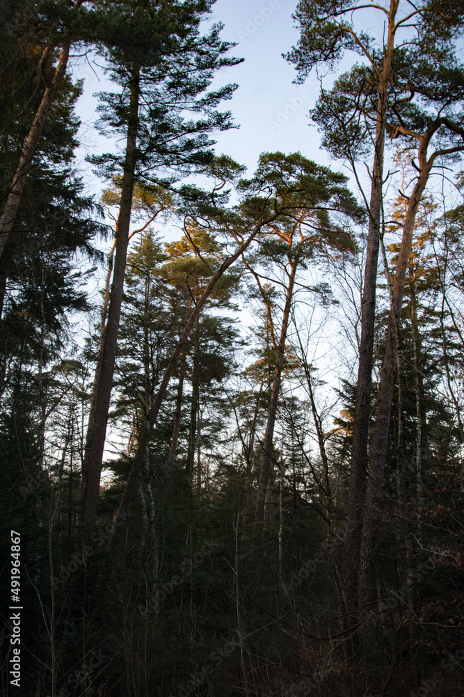 Fototapeta premium trees in the forest