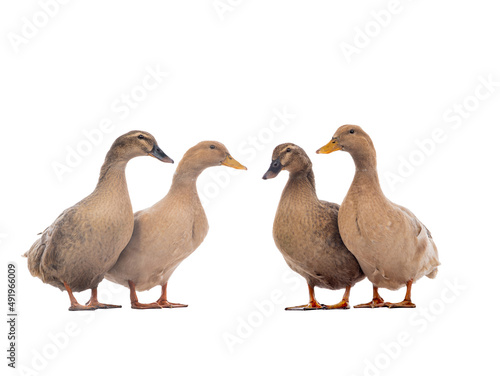 Brown ducks isolated on a white background.