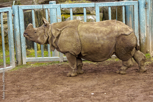 Big Indian Rhino standing by a fence waiting for food delivery in a zoo enclosure. Wild animal preservation for future generation concept. Stunning animal on brown mud. Side view