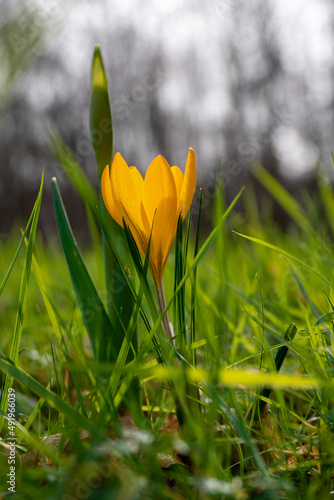 Wild yellow flower in a green grass in a park or forest. Spring season time.