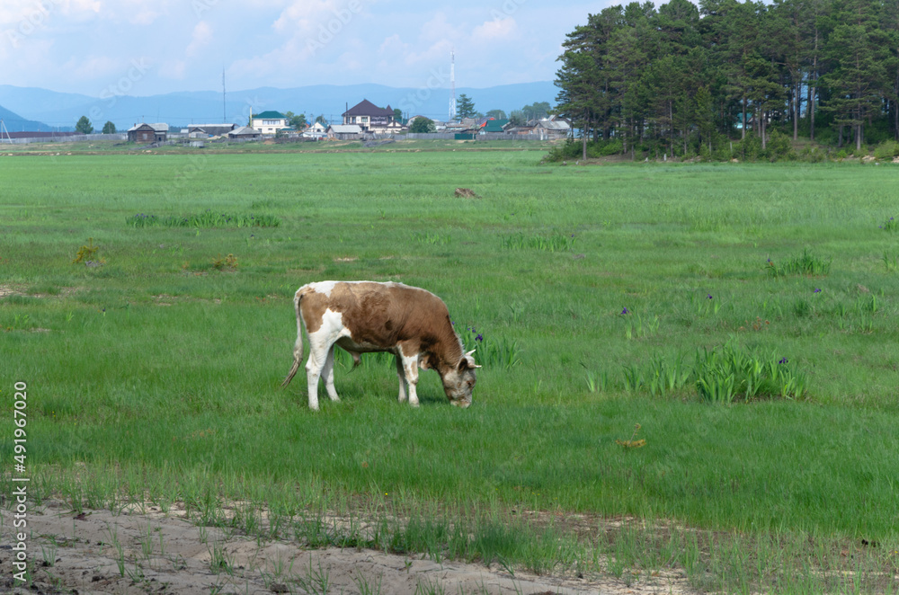 A cow grazes in a meadow near the village.