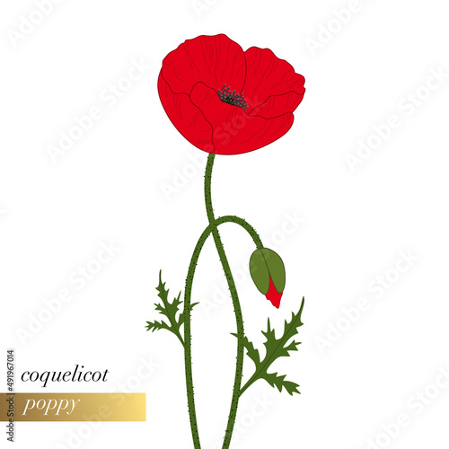 Illustration florale simple en gros plan d’un coquelicot ouvert et un autre encore en bouton.