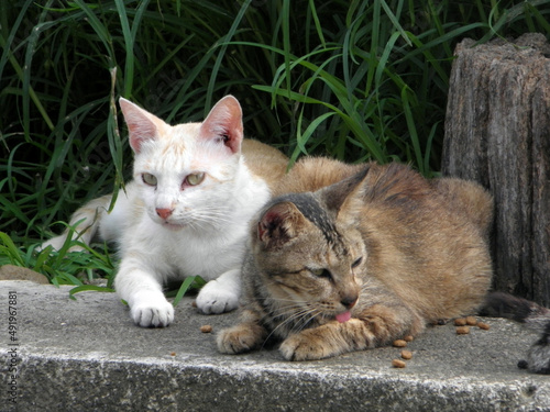 Photography A group of wild cats gather outside to eat cat food