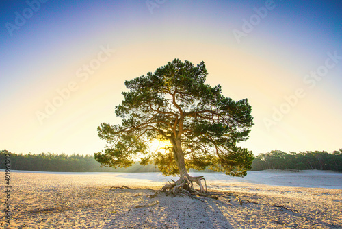 Sunrise on sand drift Soesterduinen in the Dutch province of Utrecht with rays of rising sun shining through tree crown of Scots pine, Pinus sylvestris, with exposed roots photo