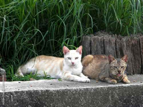 Canvas Print A group of wild cats gather outside to eat cat food