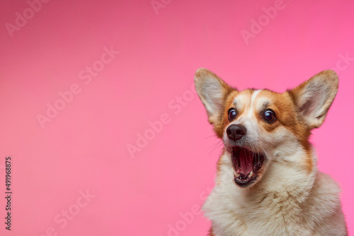 Fototapeta Naklejka Na Ścianę i Meble -  Funny Welsh Corgi Pembroke dog, isolated on a pink background. Funny dog with an open mouth looking at the camera, catching a treat. Time for a delicious lunch. Humor. Pet Day.