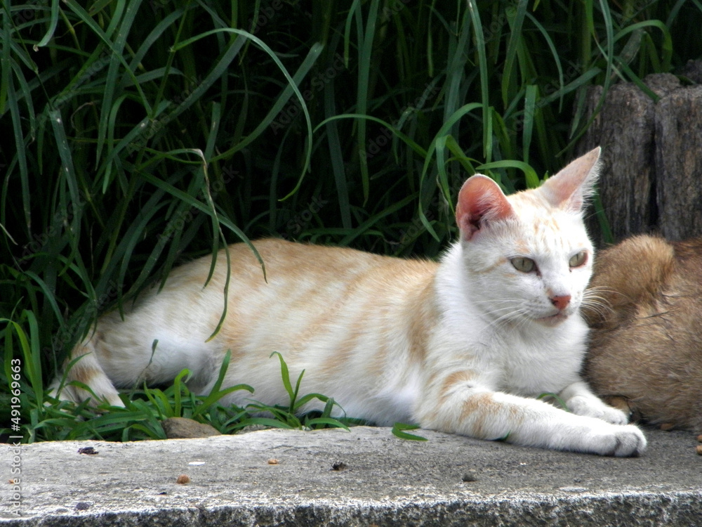 Εκτύπωση καμβά A group of wild cats gather outside to eat cat food