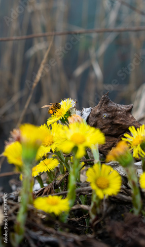 First spring coltsfoot flowers and a honey bee - Tussilago farfara, Macro, Selective focus