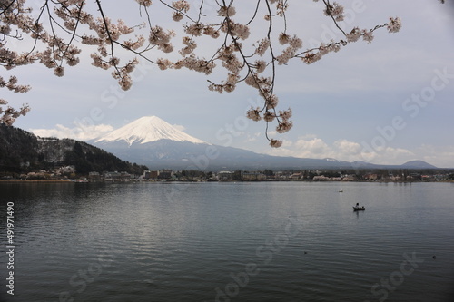 Beautiful cherry blossom sakura trees flowers in full bloom with Mout Fuji and lake in spring in Japan