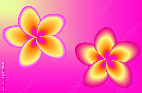 Frangipani flowers on pink background.