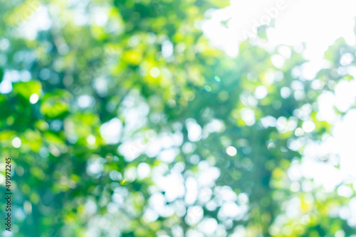 春や初夏のきれいな木々の玉ボケ素材